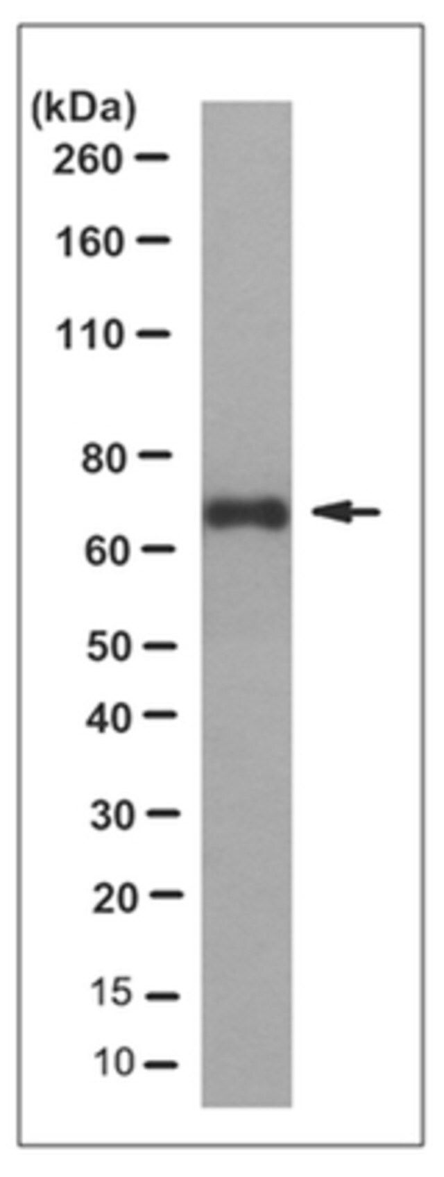 Anti-Glypican-4 Antibody, clone 1C7.2