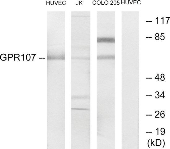 Anti-GPR107 antibody produced in rabbit