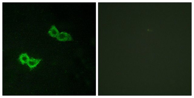 Anti-GPR150 antibody produced in rabbit