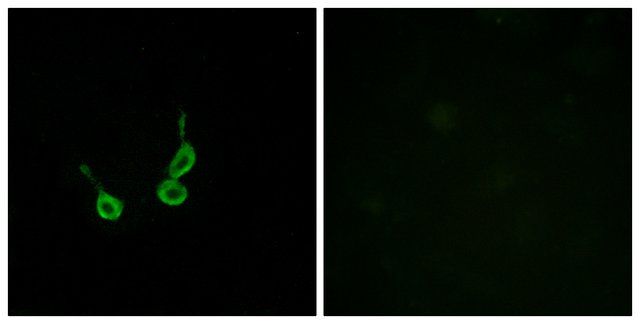 Anti-GPR150 antibody produced in rabbit