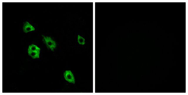 Anti-GPR27 antibody produced in rabbit