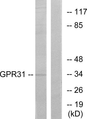 Anti-GPR31 antibody produced in rabbit