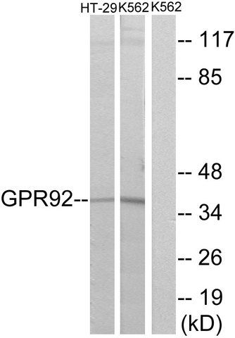 Anti-GPR92 antibody produced in rabbit