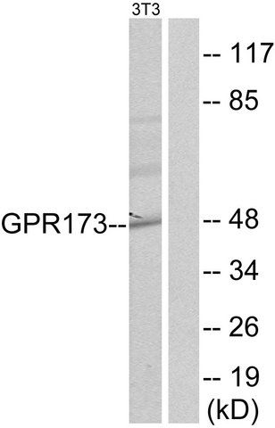 Anti-GPR173 antibody produced in rabbit