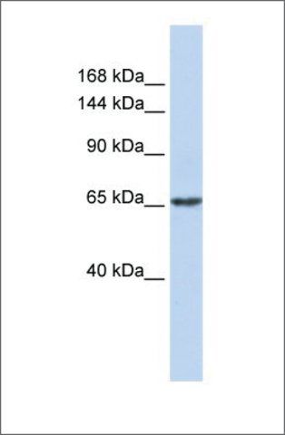 Anti-ZNF91 (ab1) antibody produced in rabbit