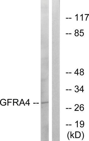 Anti-GFRA4 antibody produced in rabbit