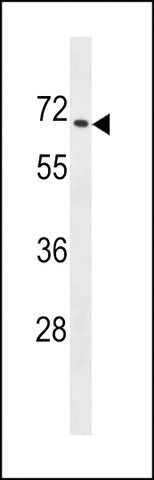 ANTI-ZNF93(N-TERMINAL) antibody produced in rabbit