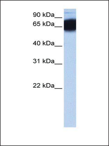 Anti-ZNF90 antibody produced in rabbit