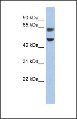 Anti-ZP1 antibody produced in rabbit