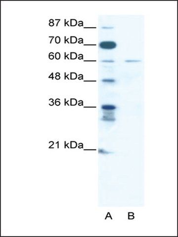 Anti-ZNF92 (AB1) antibody produced in rabbit