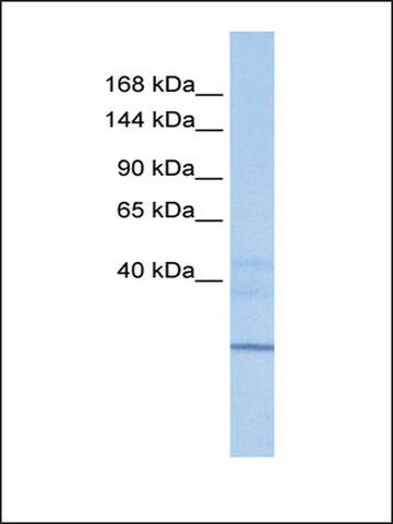 Anti-ZNHIT1 antibody produced in rabbit