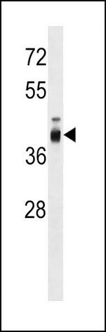 ANTI-ZP3 (C-TERM) antibody produced in rabbit