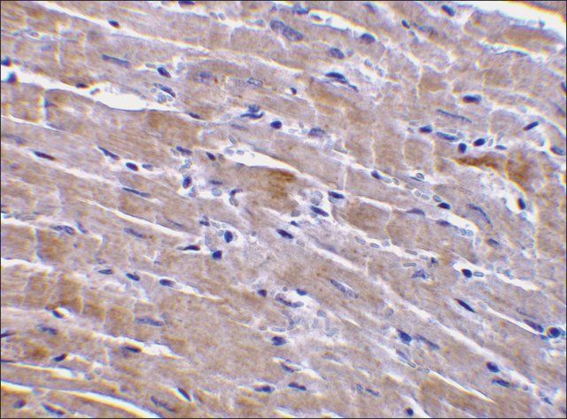 Anti-GFR3 antibody produced in rabbit