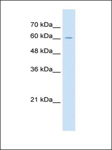 Anti-ZP2 antibody produced in rabbit