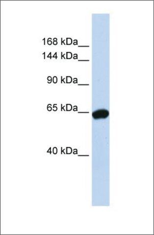 Anti-ZNF91 (ab2) antibody produced in rabbit