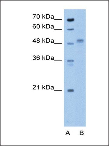 Anti-ZP4 antibody produced in rabbit