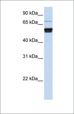 Anti-ZNF93 antibody produced in rabbit