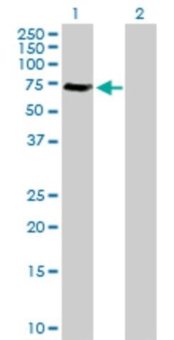 Anti-GGA1 antibody produced in rabbit