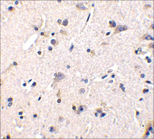 Anti-GFR1 antibody produced in rabbit