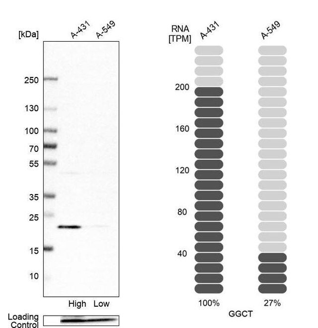 Anti-GGCT antibody produced in rabbit