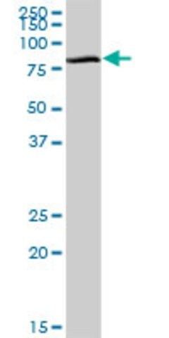 Anti-GGA1 antibody produced in mouse