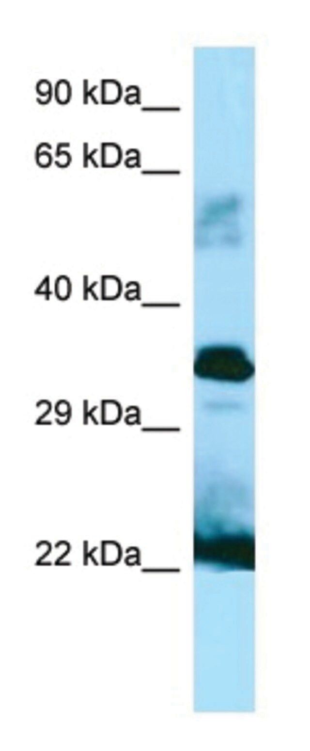 Anti-GH1 (C-terminal) antibody produced in rabbit