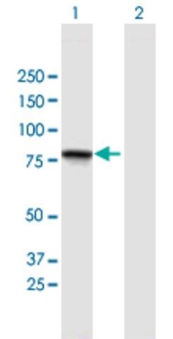 Anti-GGN antibody produced in mouse