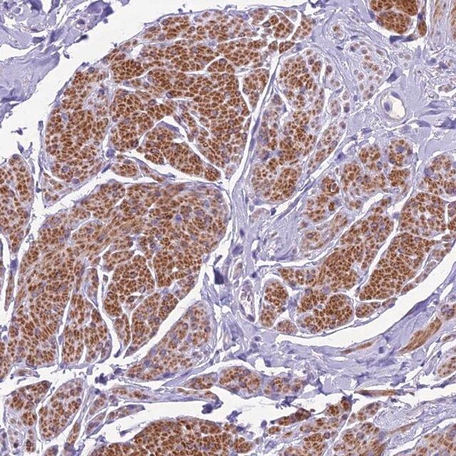 Anti-GFRA1 antibody produced in rabbit