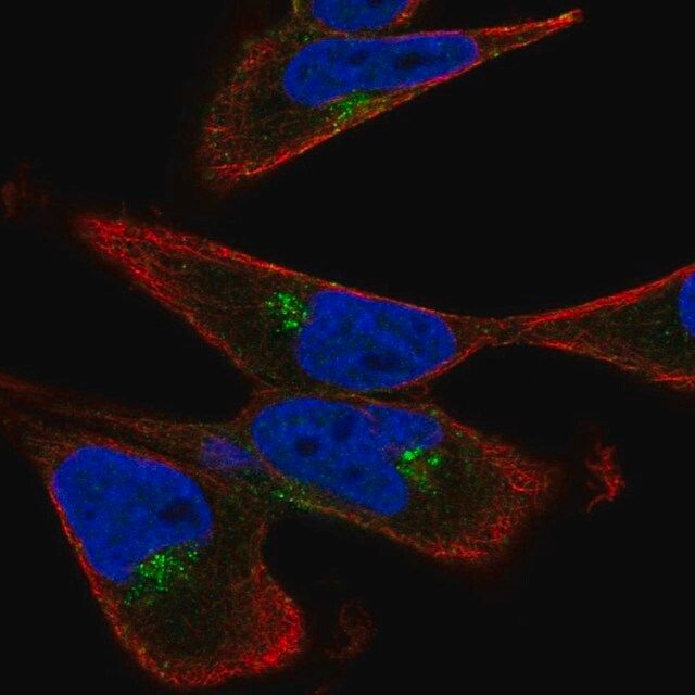 Anti-GGA3 antibody produced in rabbit