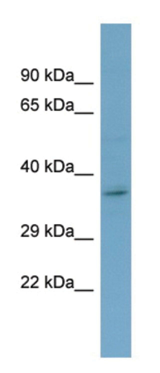 Anti-GHR (C-terminal) antibody produced in rabbit