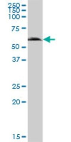 Anti-GGT6 antibody produced in mouse