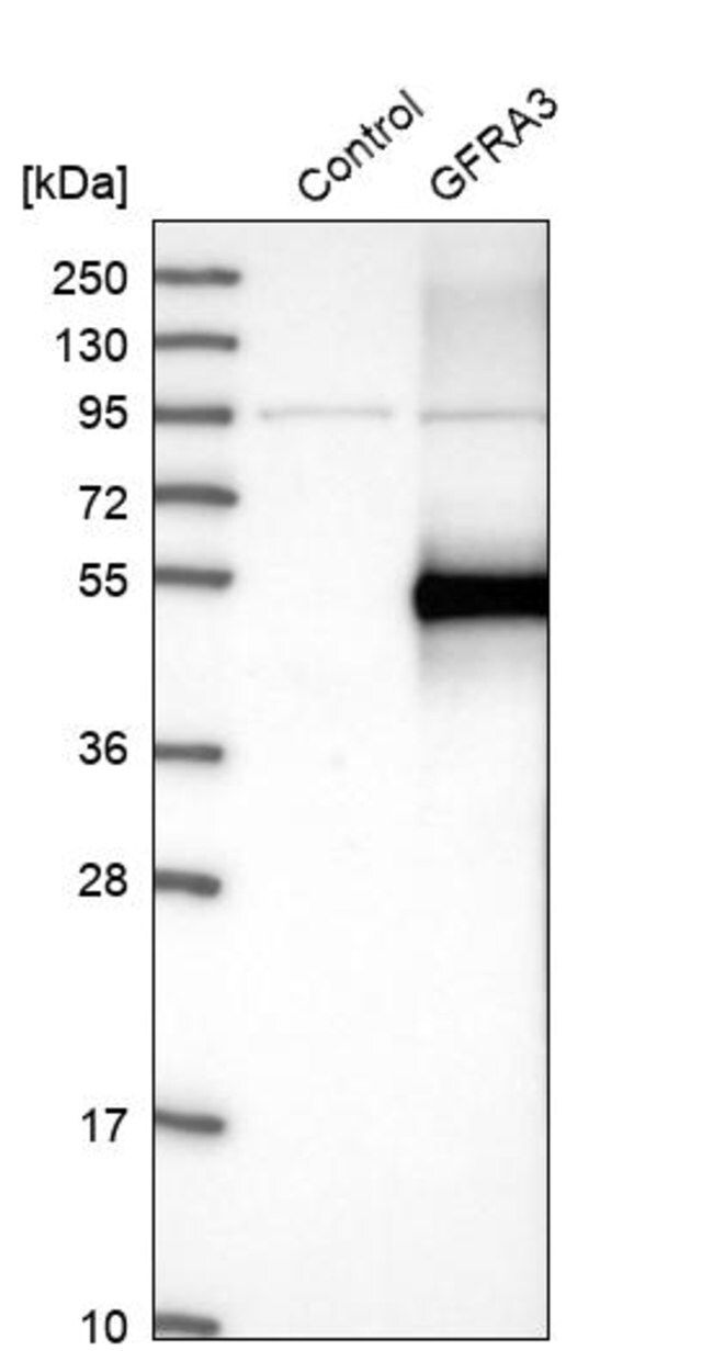 Anti-GFRA3 antibody produced in rabbit