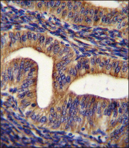 ANTI-GHSR (C-TERM) antibody produced in rabbit