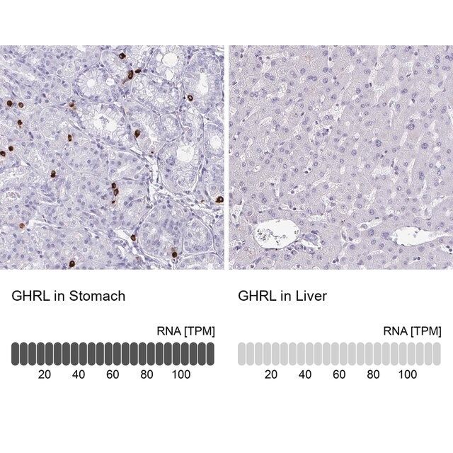 Anti-GHRL antibody produced in rabbit