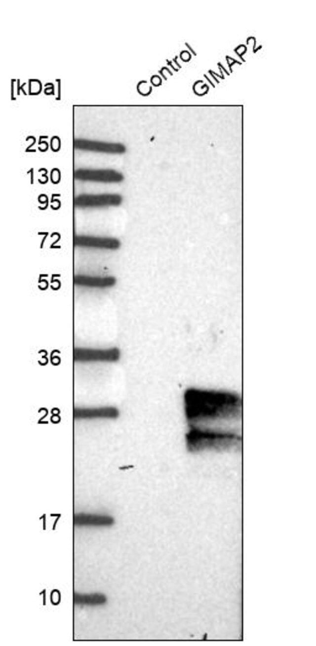 Anti-GIMAP2 antibody produced in rabbit