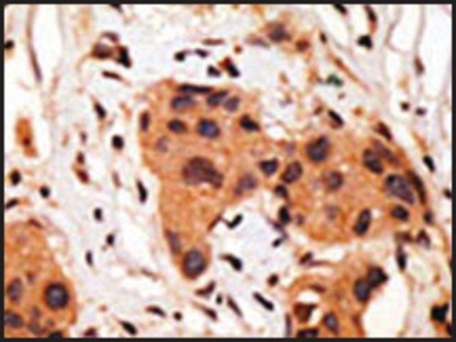 Anti-GJA8 (C-term) antibody produced in rabbit