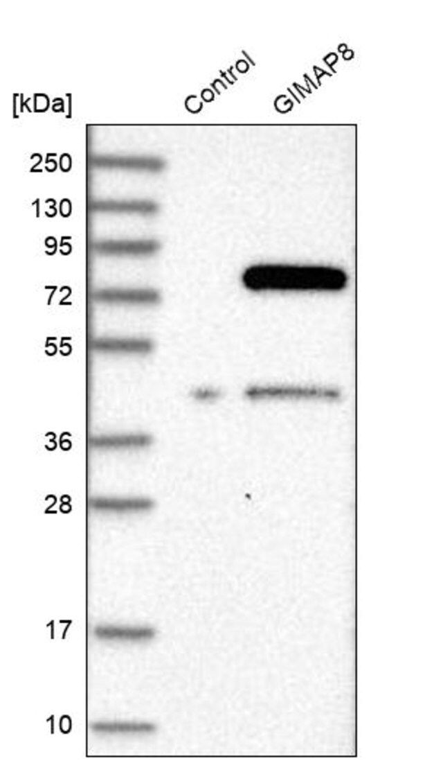 Anti-GIMAP8 antibody produced in rabbit