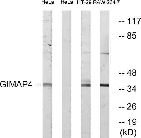 Anti-GIMAP4 antibody produced in rabbit