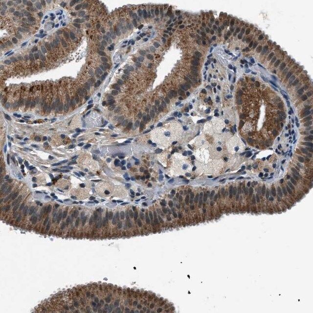 Anti-GINM1 antibody produced in rabbit