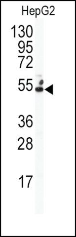 Anti-GJA7 (N-term) antibody produced in rabbit