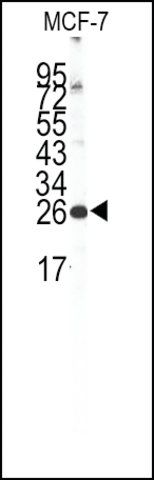 Anti-GJA10 (C-term) antibody produced in rabbit