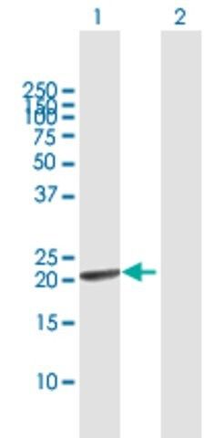 Anti-GINS1 antibody produced in mouse