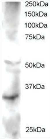 Anti-FRAT2/GSK-3 antibody produced in goat