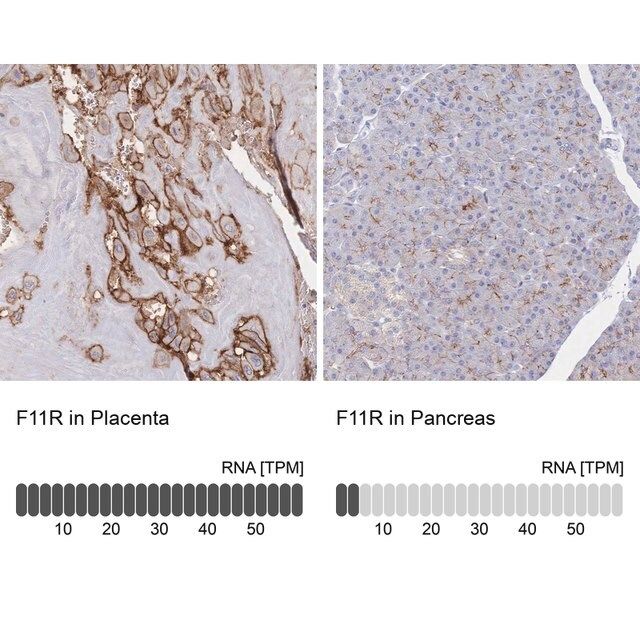 Anti-F11R antibody produced in rabbit