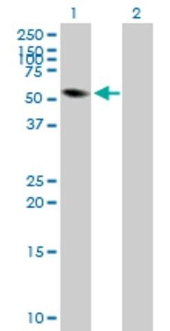 Anti-FRK antibody produced in mouse