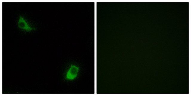 Anti-FPRL2 antibody produced in rabbit