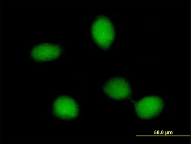 Anti-FRMD8 antibody produced in mouse