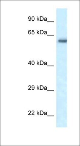 Anti-FRMD5 antibody produced in rabbit