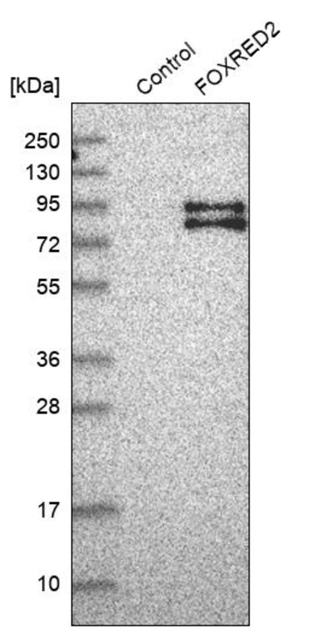 Anti-FOXRED2 antibody produced in rabbit