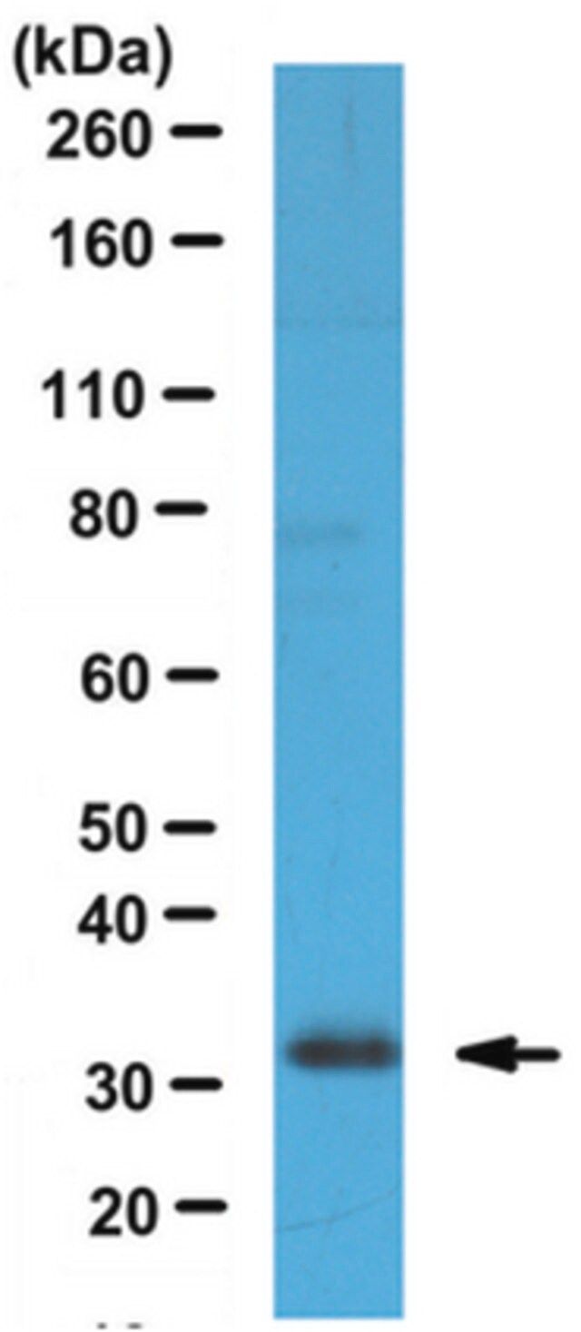 Anti-Friend of PRMT1 Antibody